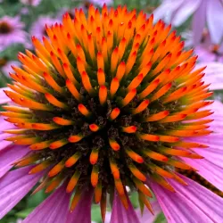 Heidegarten Sittensen - Sittensen