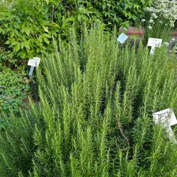 Heidegarten Sittensen - Sittensen