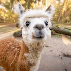 Nature Park Lüneburger Heide - Sittensen
