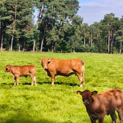 Sittensen Town Hall - Sittensen