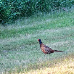 Wümme River - Sittensen