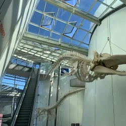 Ozeaneum - Stralsund