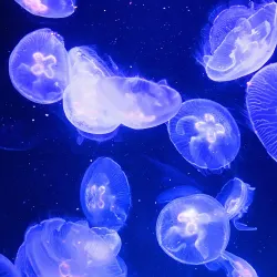 Ozeaneum - Stralsund