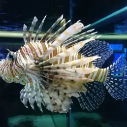 Stralsund Museum - Stralsund