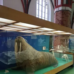 Stralsund Museum - Stralsund