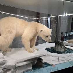 Stralsund Museum - Stralsund