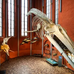 Stralsund Museum - Stralsund