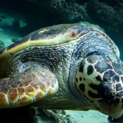 Stralsund Museum - Stralsund