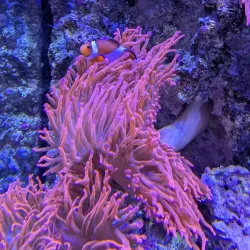 Stralsund Museum - Stralsund