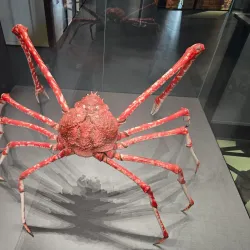 Stralsund Museum - Stralsund