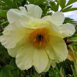 Botanical Garden of the University of Tübingen - Tubingen