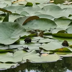 Botanical Garden of the University of Tübingen - Tubingen