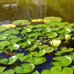 Botanical Garden of the University of Tübingen - Tubingen