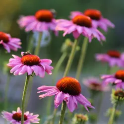 Botanical Garden Ulm - Ulm