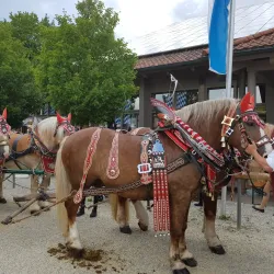 Historic Town Hall - Vilsbiburg
