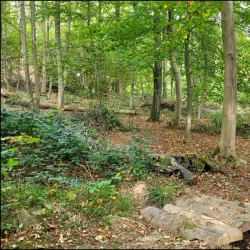 Schurwald Forest - Wangen bei Göppingen