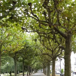 Wilhelmstrasse - Wiesbaden