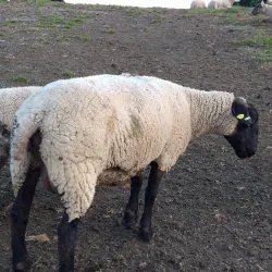 JadeWeserPort - Wilhelmshaven