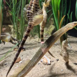 Marine Aquarium Wilhelmshaven - Wilhelmshaven