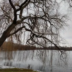 Schwanenteich Park - Zwickau