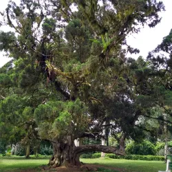 Aburi Botanical Gardens - Accra