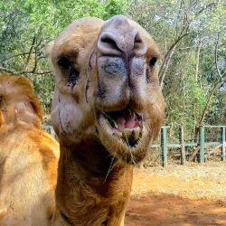 Achimota Forest Reserve - Achimota