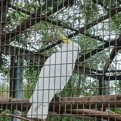 Achimota Forest Reserve - Achimota