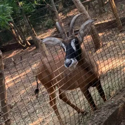 Achimota Forest Reserve - Achimota