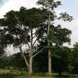 Achimota Golf Club - Achimota