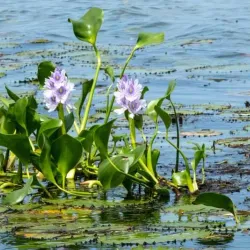 Ada Fishing Village - Ada