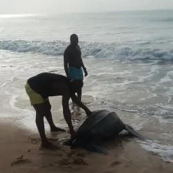 Ada Sea Turtle Conservation Project - Ada
