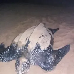 Ada Sea Turtle Conservation Project - Ada