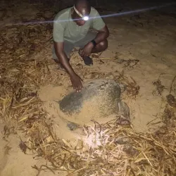 Ada Sea Turtle Conservation Project - Ada