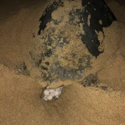 Ada Sea Turtle Conservation Project - Ada