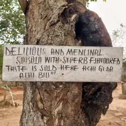 Obuo Tabri Sacred Grove - Koforidua