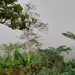 Obuo Tabri Sacred Grove - Koforidua