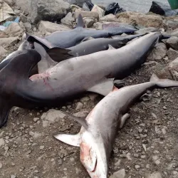 Ankobra Forest Reserve - Tarkwa