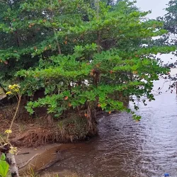 Ankobra Forest Reserve - Tarkwa