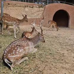 Acharnes Municipal Park - Acharnes (Axarnai)