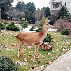 Mount Parnitha National Park - Acharnes (Axarnai)