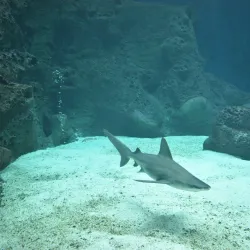 Cretaquarium - Heraklion