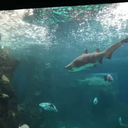 Cretaquarium - Heraklion