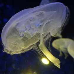 Cretaquarium - Heraklion