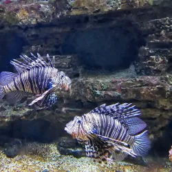 Cretaquarium - Heraklion