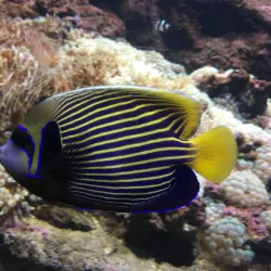 Cretaquarium - Heraklion