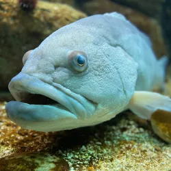 Cretaquarium - Heraklion