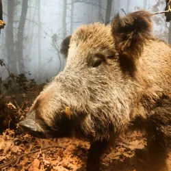 Natural History Museum of Crete - Heraklion