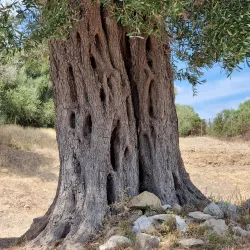 Ancient Theater of Maroneia - Komotini