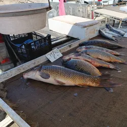 Central Market of Komotini - Komotini