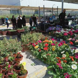 Central Market of Komotini - Komotini